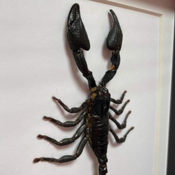 Giant Forest Scorpion 