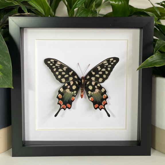 Madagascar Giant Swallowtail