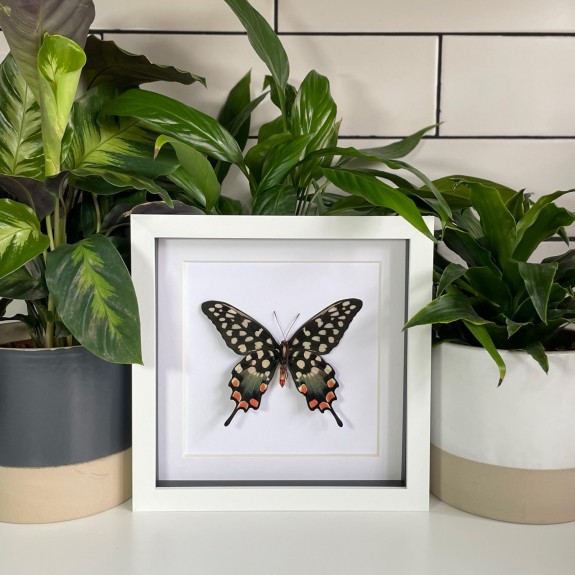 Madagascar Giant Swallowtail