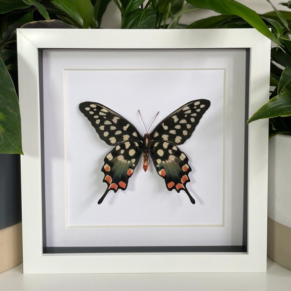 Madagascar Giant Swallowtail