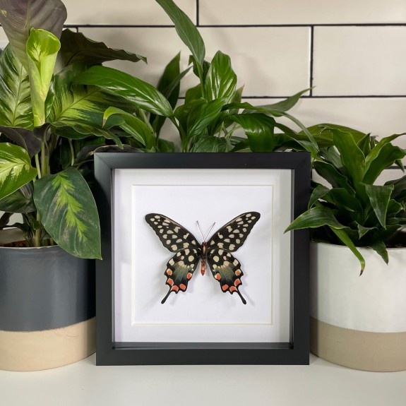 Madagascar Giant Swallowtail
