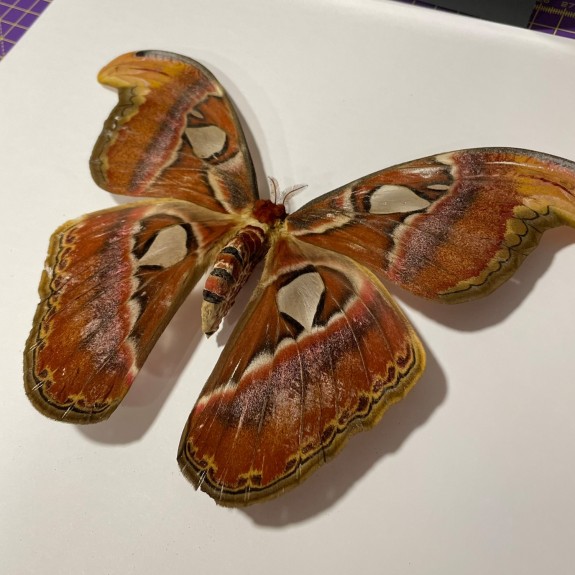 Atlas Moth (Female)