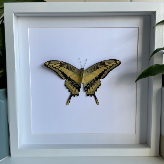 King Swallowtail Butterfly (Underside)