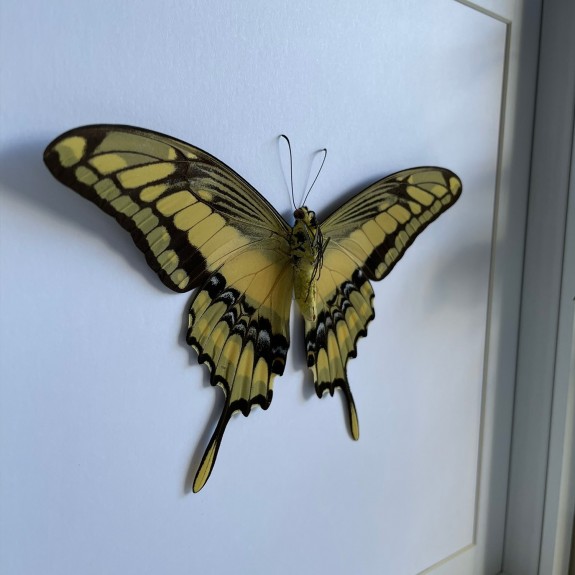 King Swallowtail Butterfly (Underside)
