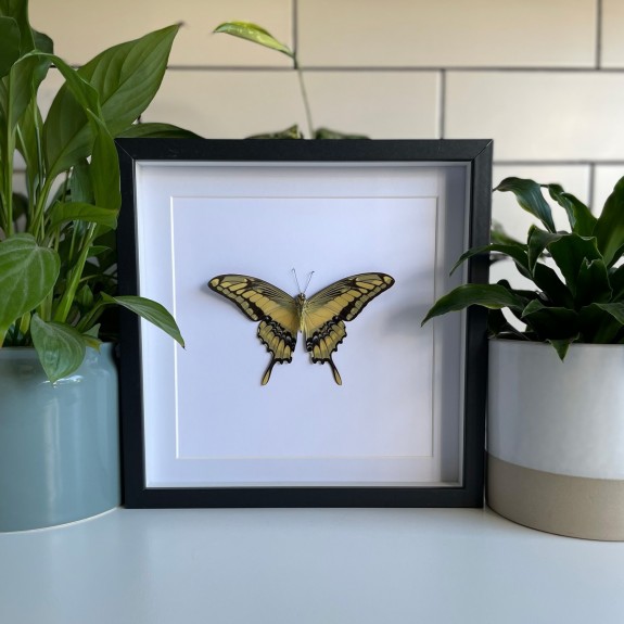 King Swallowtail Butterfly (Underside)