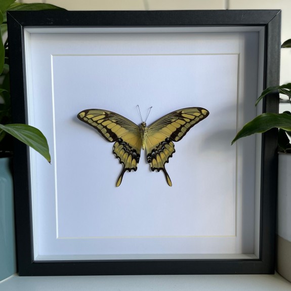 King Swallowtail Butterfly (Underside)