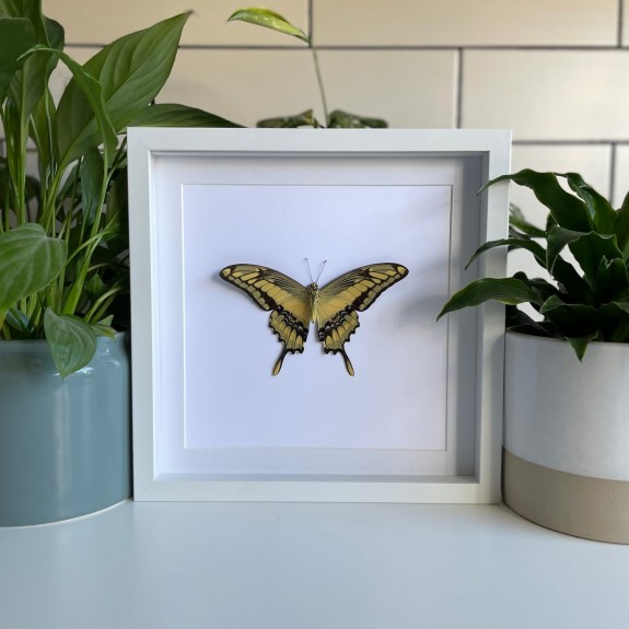 King Swallowtail Butterfly (Underside)