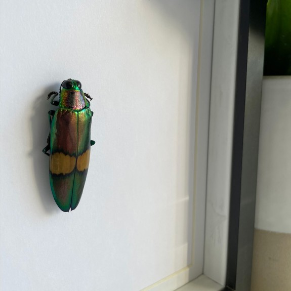 Cream Banded Jewel Beetle