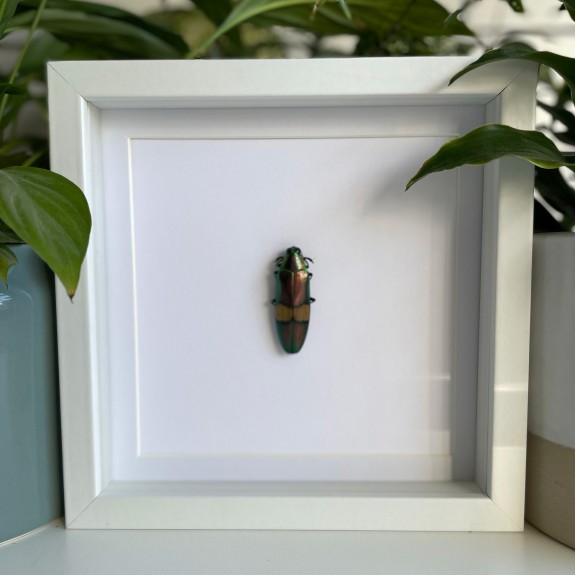 Cream Banded Jewel Beetle
