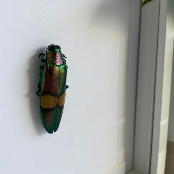 Cream Banded Jewel Beetle