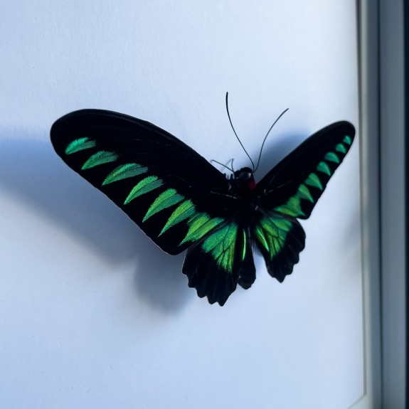 Rajah Brooke's birdwing