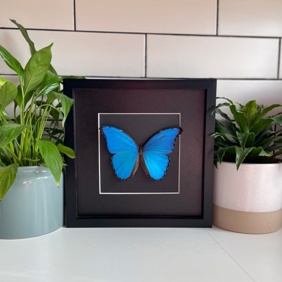 Giant Blue Morpho Butterfly (Dark)