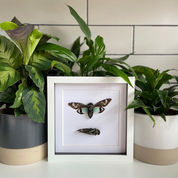 Blue Cicada