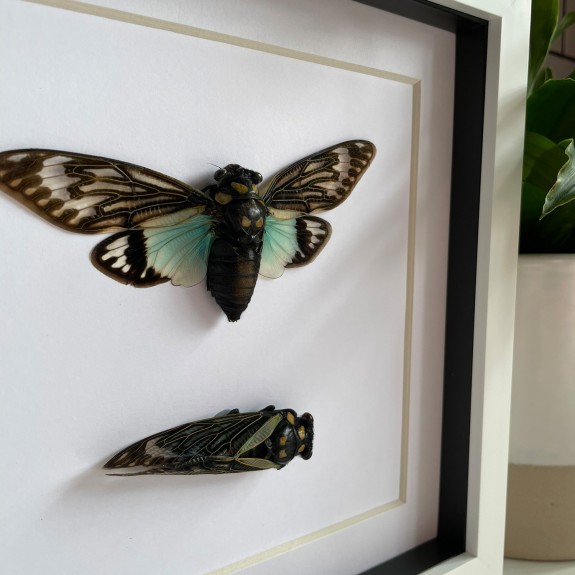 Blue Cicada
