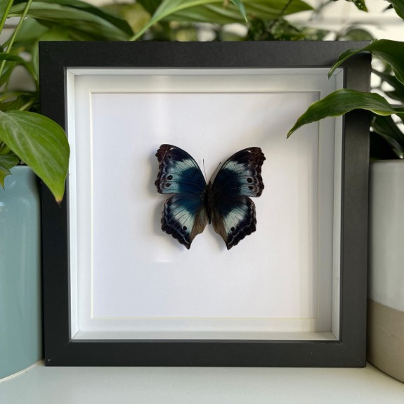 Western Blue Beauty Butterfly