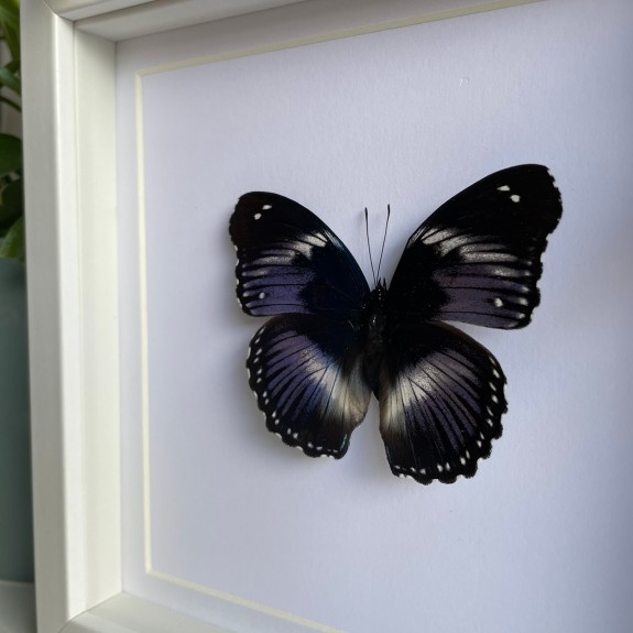 Blue Diadem Butterfly