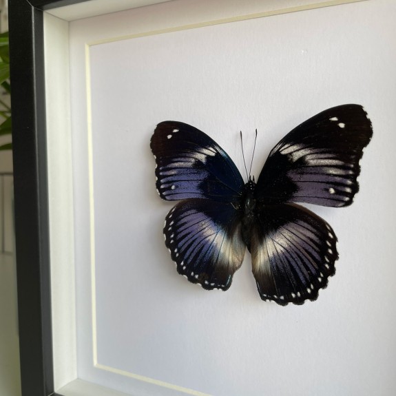 Blue Diadem Butterfly