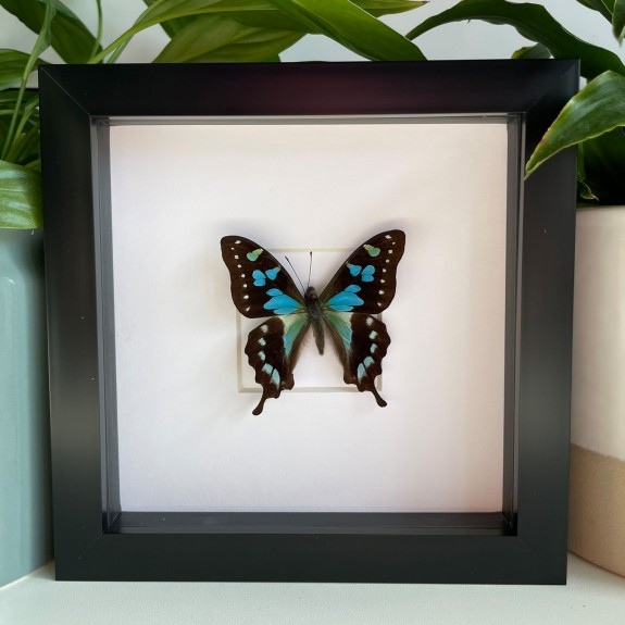 Tropical Blue Swallowtail Butterfly