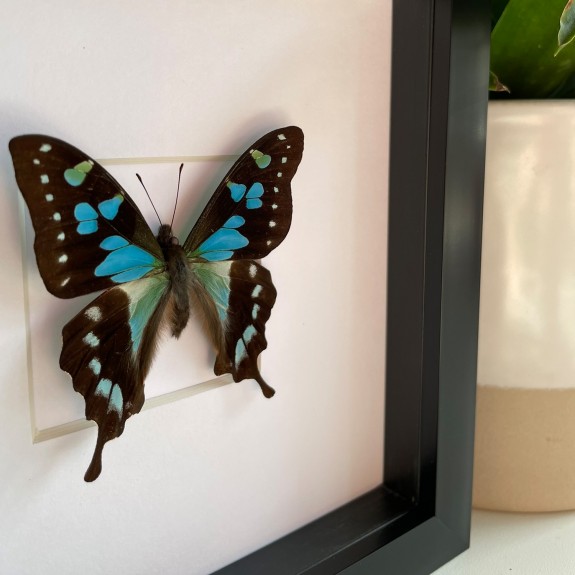 Tropical Blue Swallowtail Butterfly