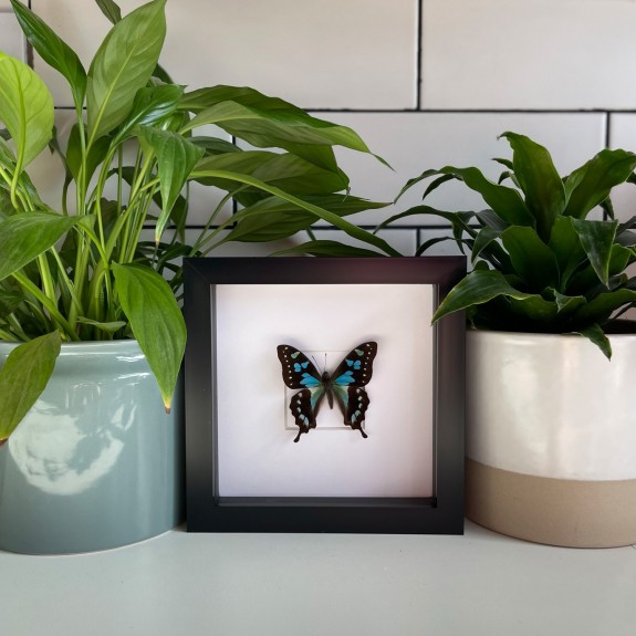 Tropical Blue Swallowtail Butterfly