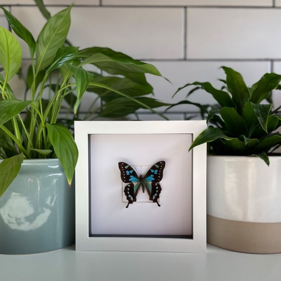 Tropical Blue Swallowtail Butterfly