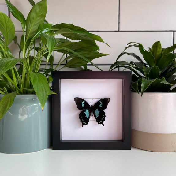 Blue Swallowtail Butterfly