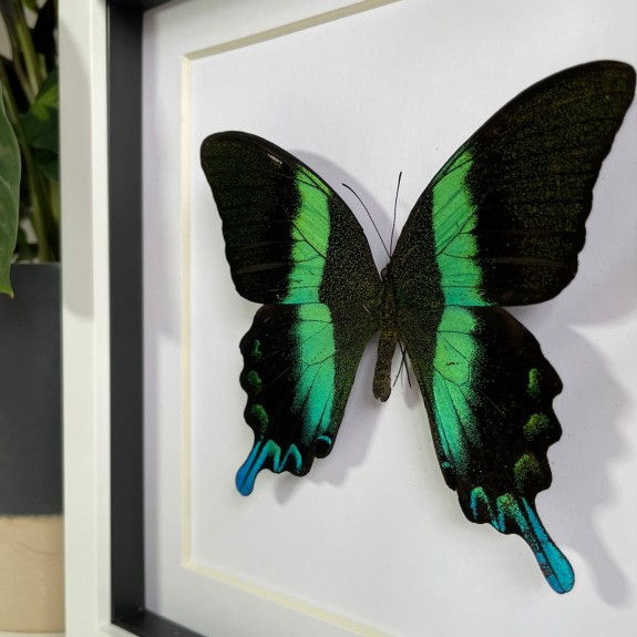 Green Peacock Swallowtail Butterfly