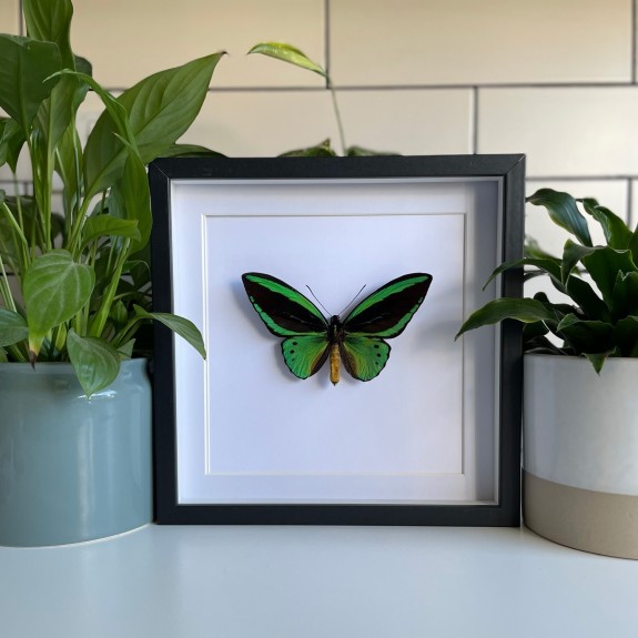 Cape York Birdwing