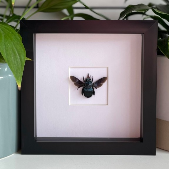 Blue Carpenter Bee
