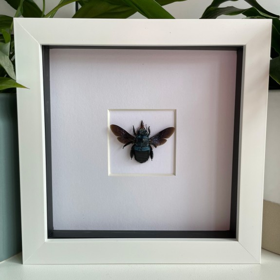 Blue Carpenter Bee