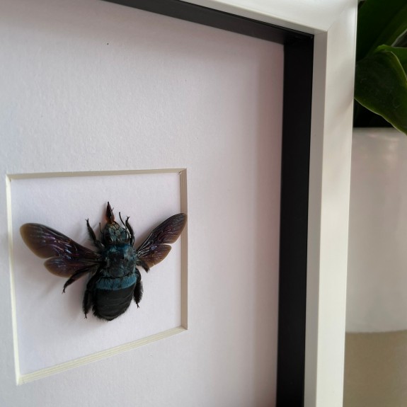 Blue Carpenter Bee