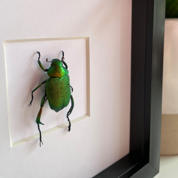 Green Shining leaf chafer Beetle (Male)