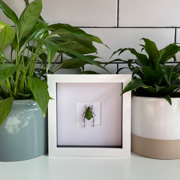 Green Shining leaf chafer Beetle (Male)