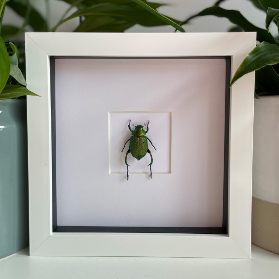 Green Shining leaf chafer Beetle (Male)