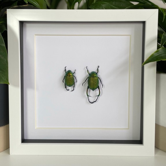 Green Shining leaf chafer Beetle (Pair)