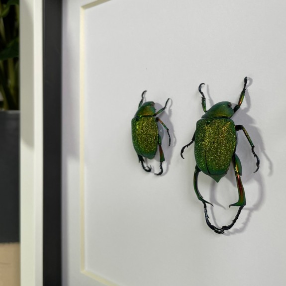 Green Shining leaf chafer Beetle (Pair)