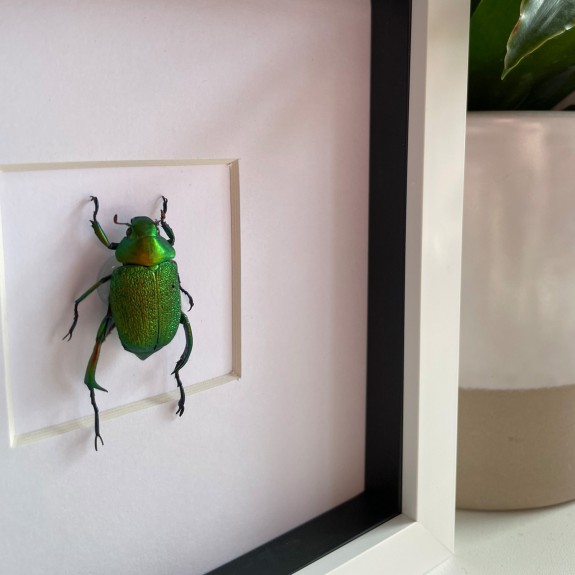 Green Shining leaf chafer Beetle (Male)
