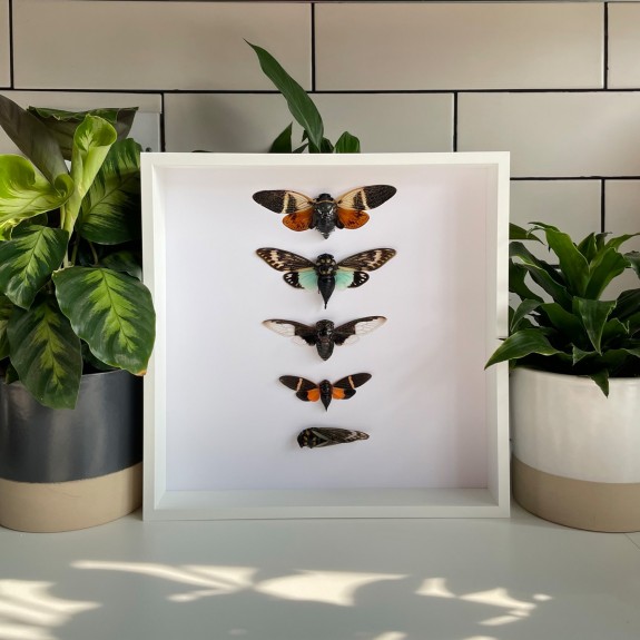 Thailand Cicada Collection