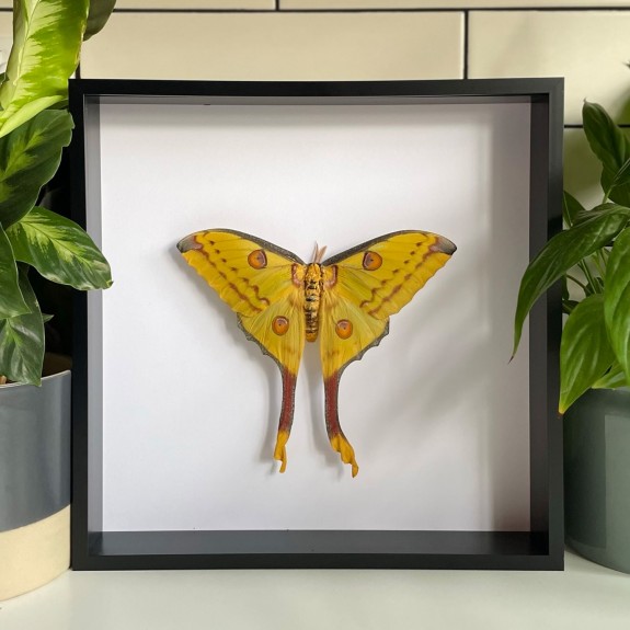 Comet Moth (Female)