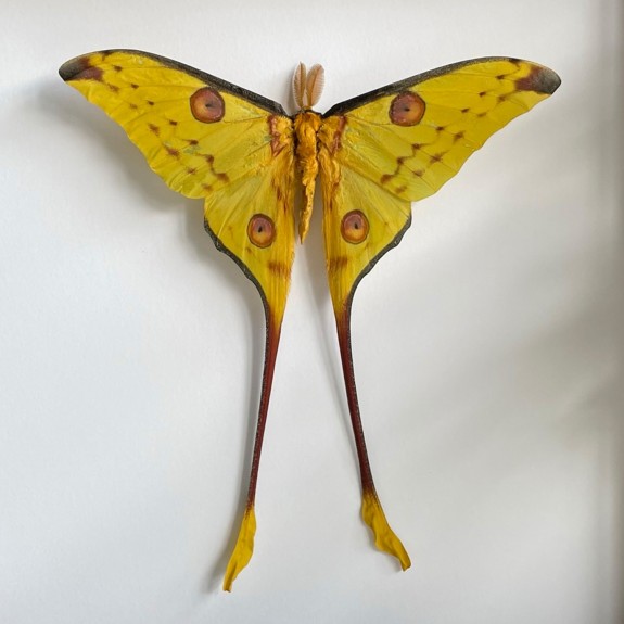 Comet Moth (Male)