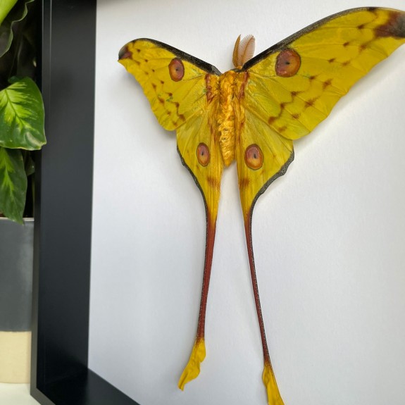 Comet Moth (Male)