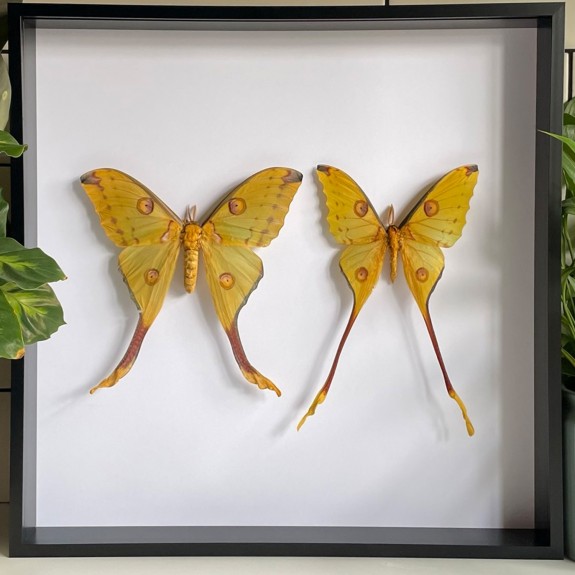 Comet Moth (Pair)