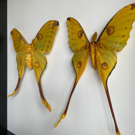Comet Moth (Pair)