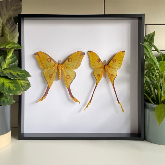 Comet Moth (Pair)