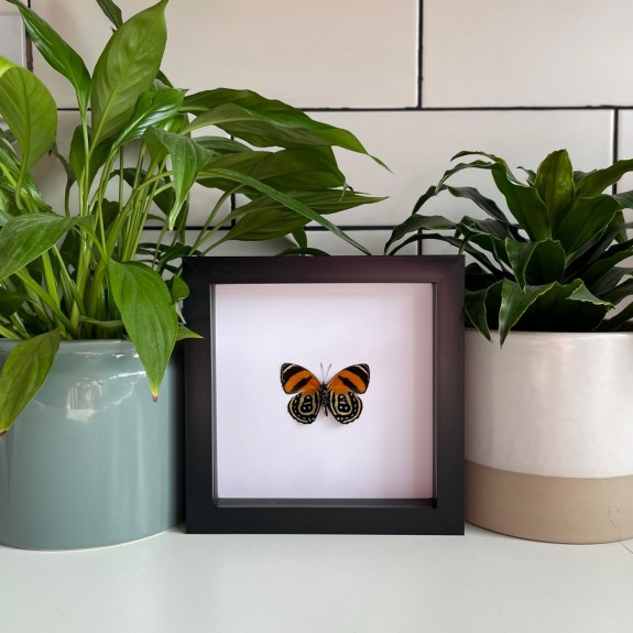 Cynosura eighty-eight Butterfly