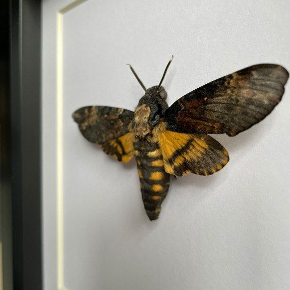 Death's-head Hawkmoth