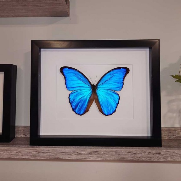 Giant Blue Morpho Butterfly