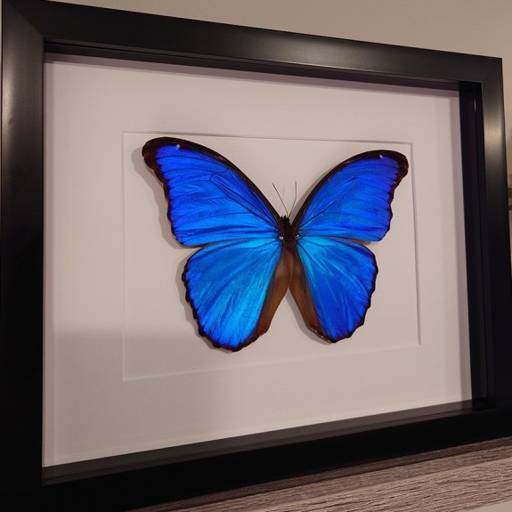 Giant Blue Morpho Butterfly