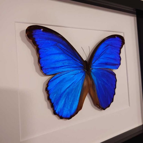 Giant Blue Morpho Butterfly