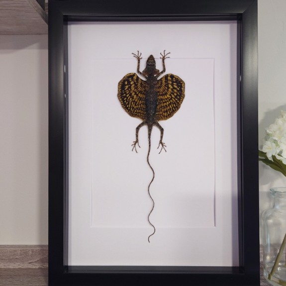 Draco Flying Lizard